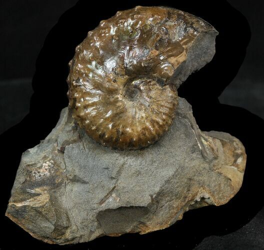 Nice Discoscaphites Gulosus Ammonite Cluster - South Dakota #44017